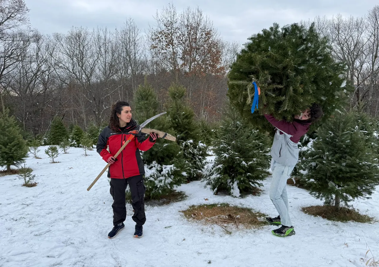 Hauling a Christmas tree out of the snowy tree farm